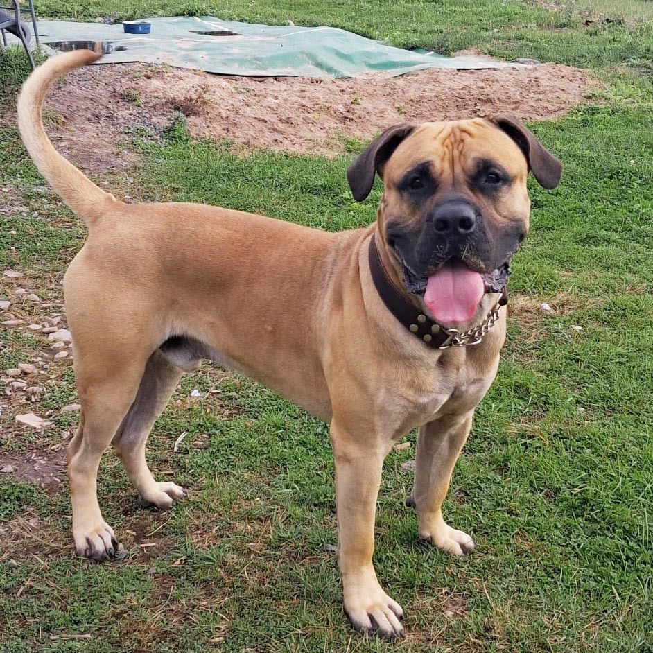 presa canario